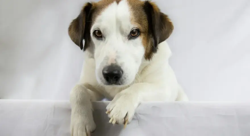 Pies rasy jack russell terrier z brązowymi łatami na głowie, leżący na białym tle.