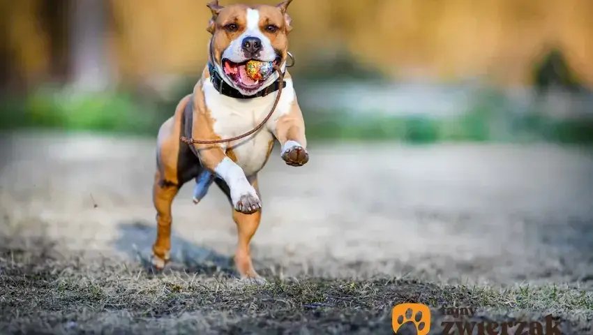 Amstaff: jak wychować przyjaciela, nie bestię? Poradnik