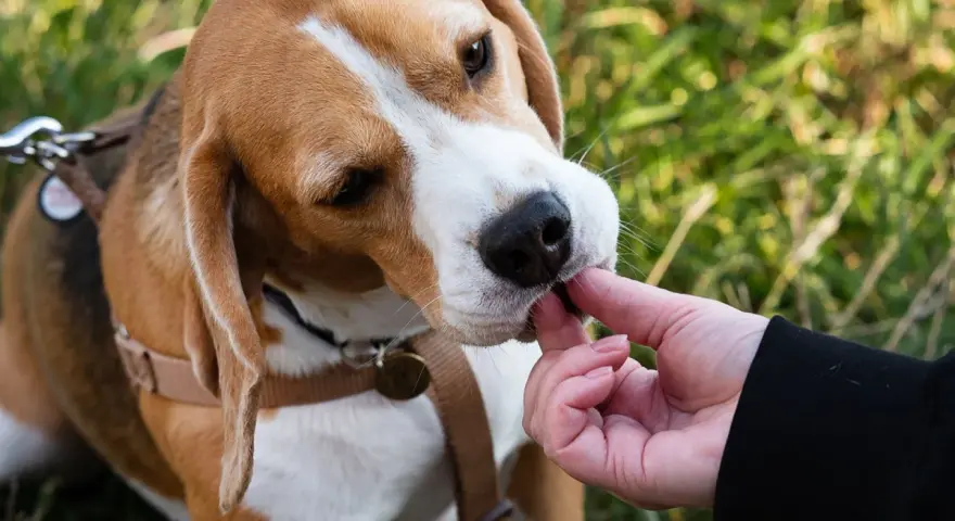 Beagle: tresura oparta na instynkcie. Wychowaj posłusznego psa