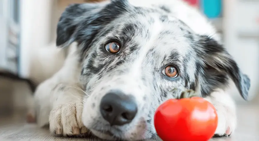 Pies rasy border collie leży obok czerwonego pomidora.