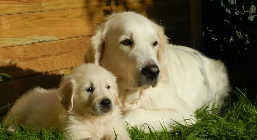 Golden Retriever: Kiedy rośnie na wysokość, a kiedy dojrzewa?