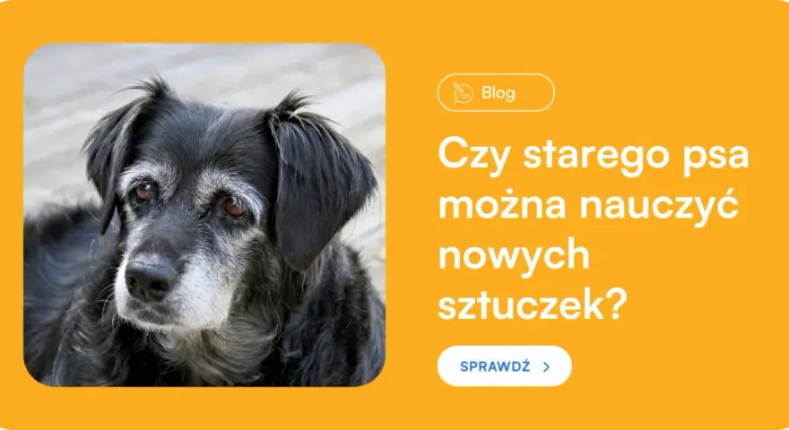 Jak wytresować dorosłego psa? Obal mity i rozwiąż problemy!