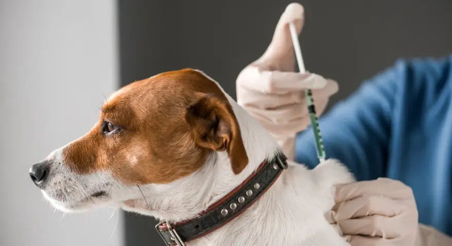 Weterynarz w rękawiczkach podaje zastrzyk małemu psu rasy Jack Russell Terrier.