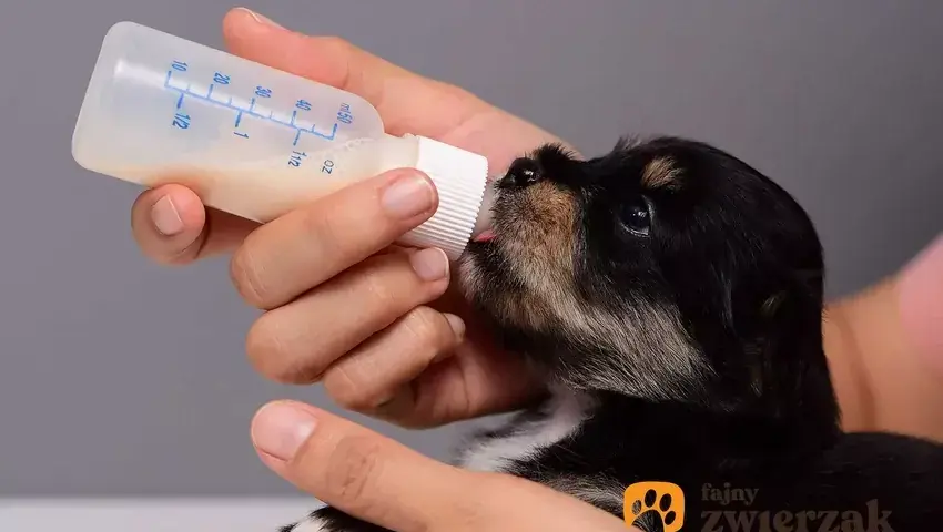 Mleko zastępcze dla szczeniąt: Jak karmić osieroconego malucha?