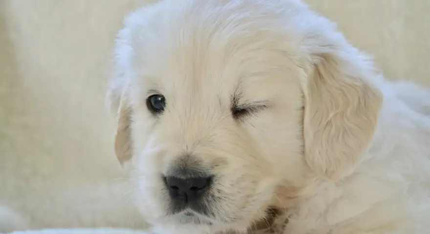 Uroczy szczeniak golden retriever mruży jedno oko na jasnym tle.