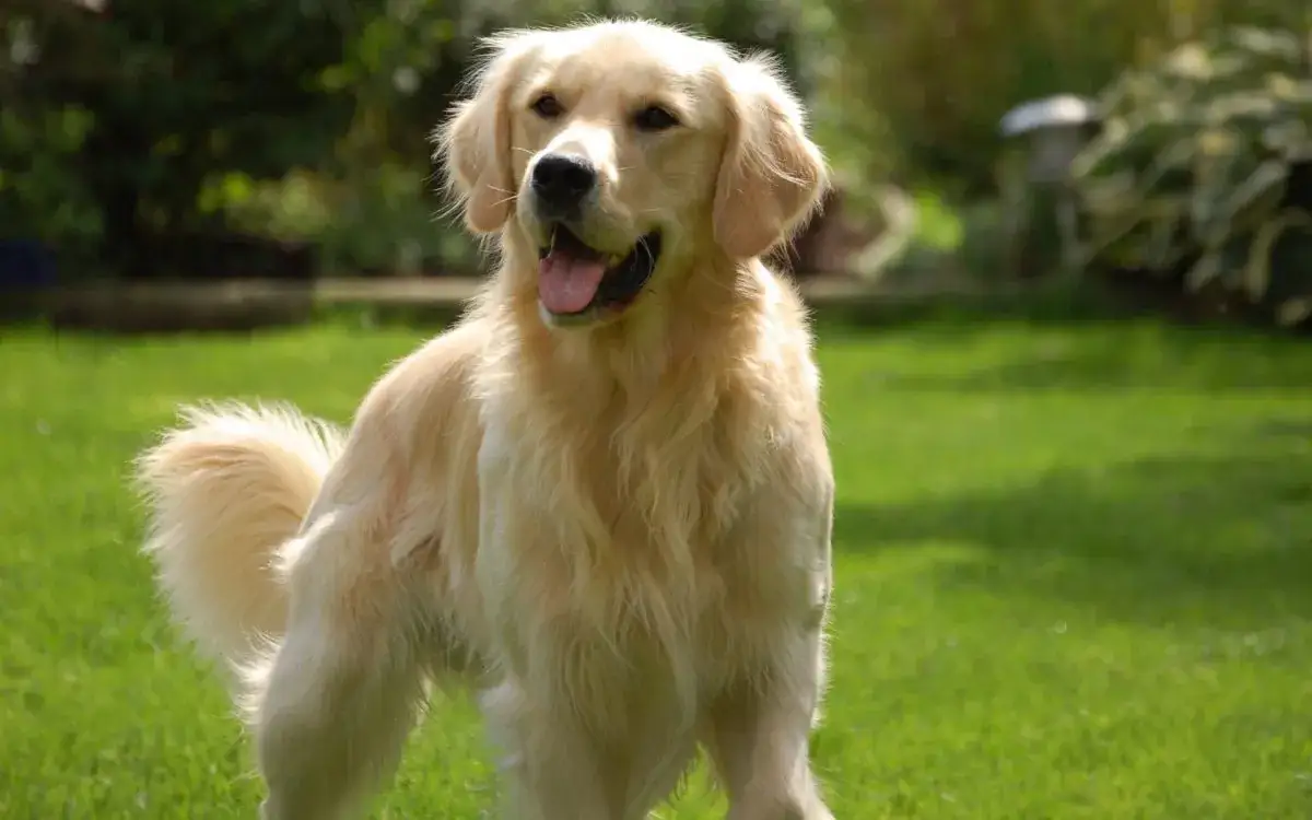 zdrowy golden retriever dieta genetyka