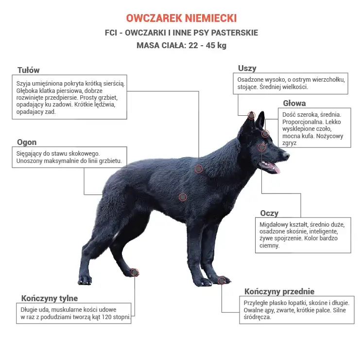 owczarek niemiecki różne rodzaje szczekania mowa ciała