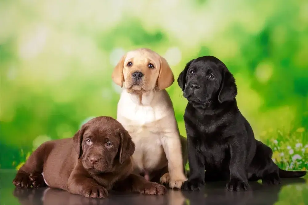 zdrowy szczeniak labrador sylwetka
