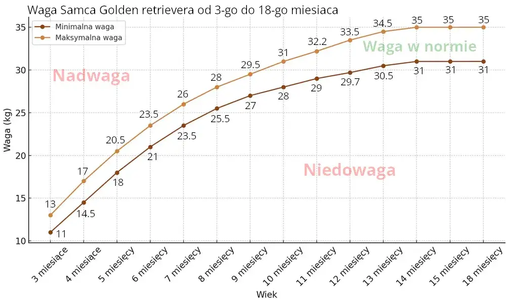 Golden Retriever szczeniak etapy wzrostu