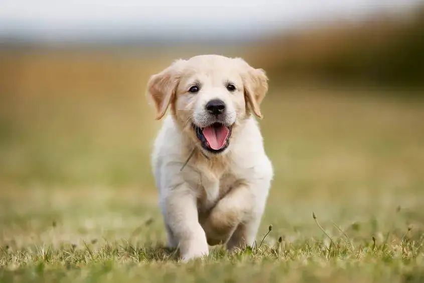 Wyprawka dla szczeniaka Golden Retriever