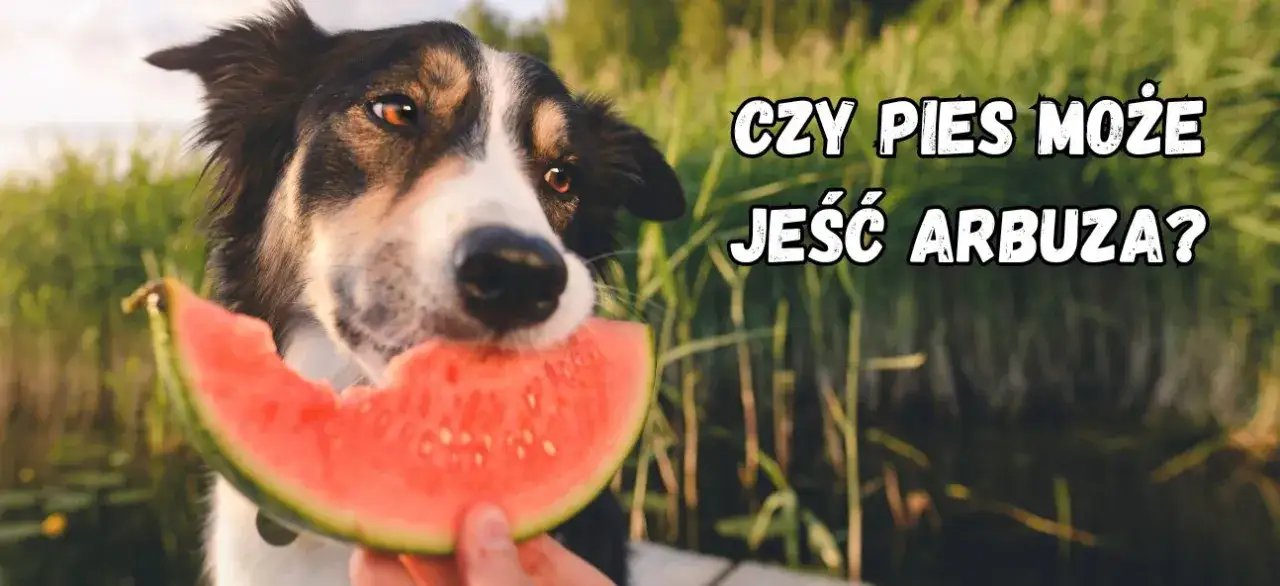 pies i skórka arbuza zagrożenie