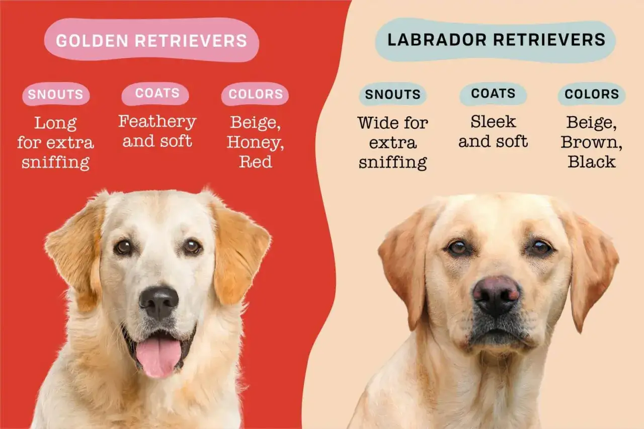 Szczęśliwy i zdrowy Labrador i Golden Retriever