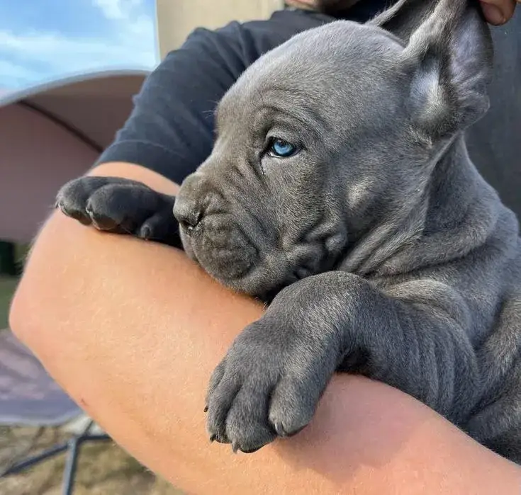 szczeniak cane corso z rodowodem
