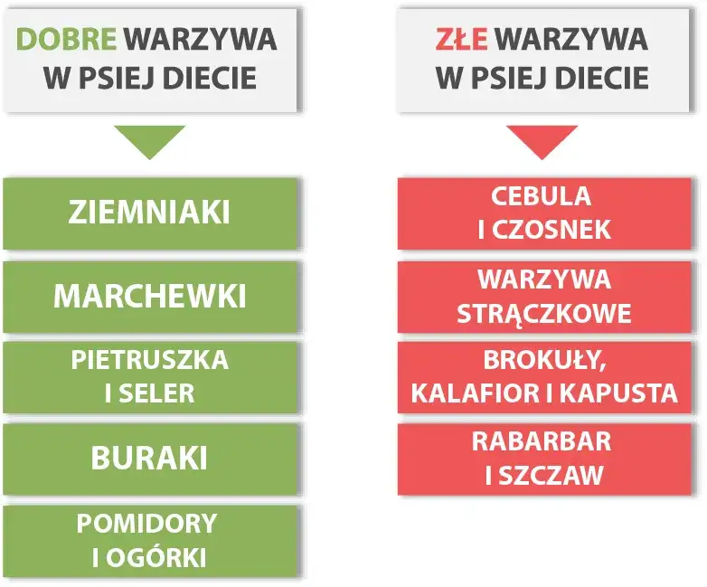 Bezpieczne warzywa dla psa infografika