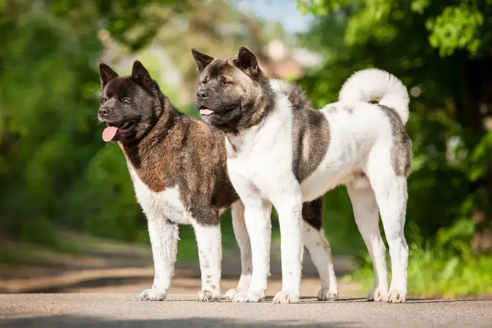 Zdrowa akita amerykańska na spacerze