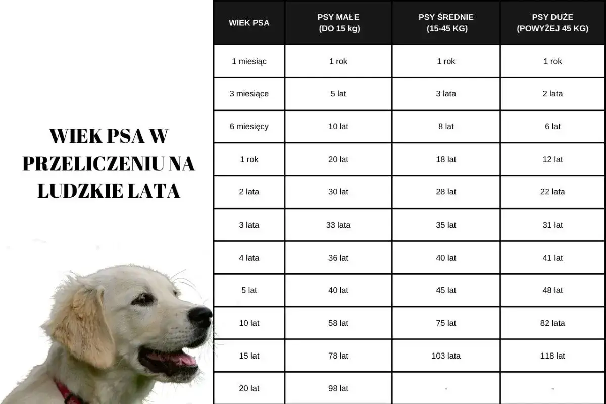 Golden retriever zdrowie czynniki długowieczności