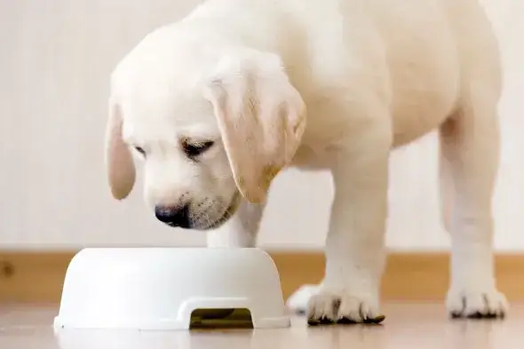 szczeniak labrador je karmę