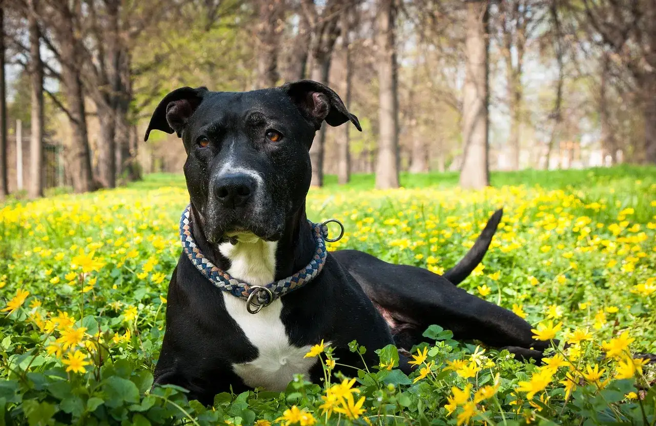 amstaff zabawy węchowe