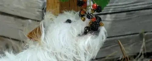 pies jedzący jeżyny