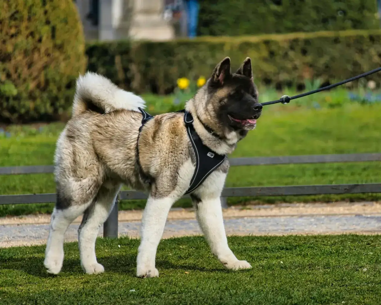 Akita amerykańska profilaktyka zdrowotna