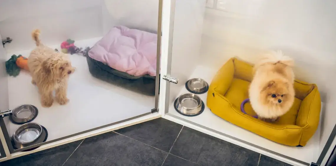 pies w hotelu dla zwierząt, różne rasy psów