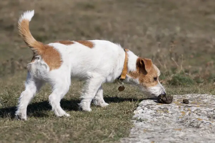 szczeniak je odchody
