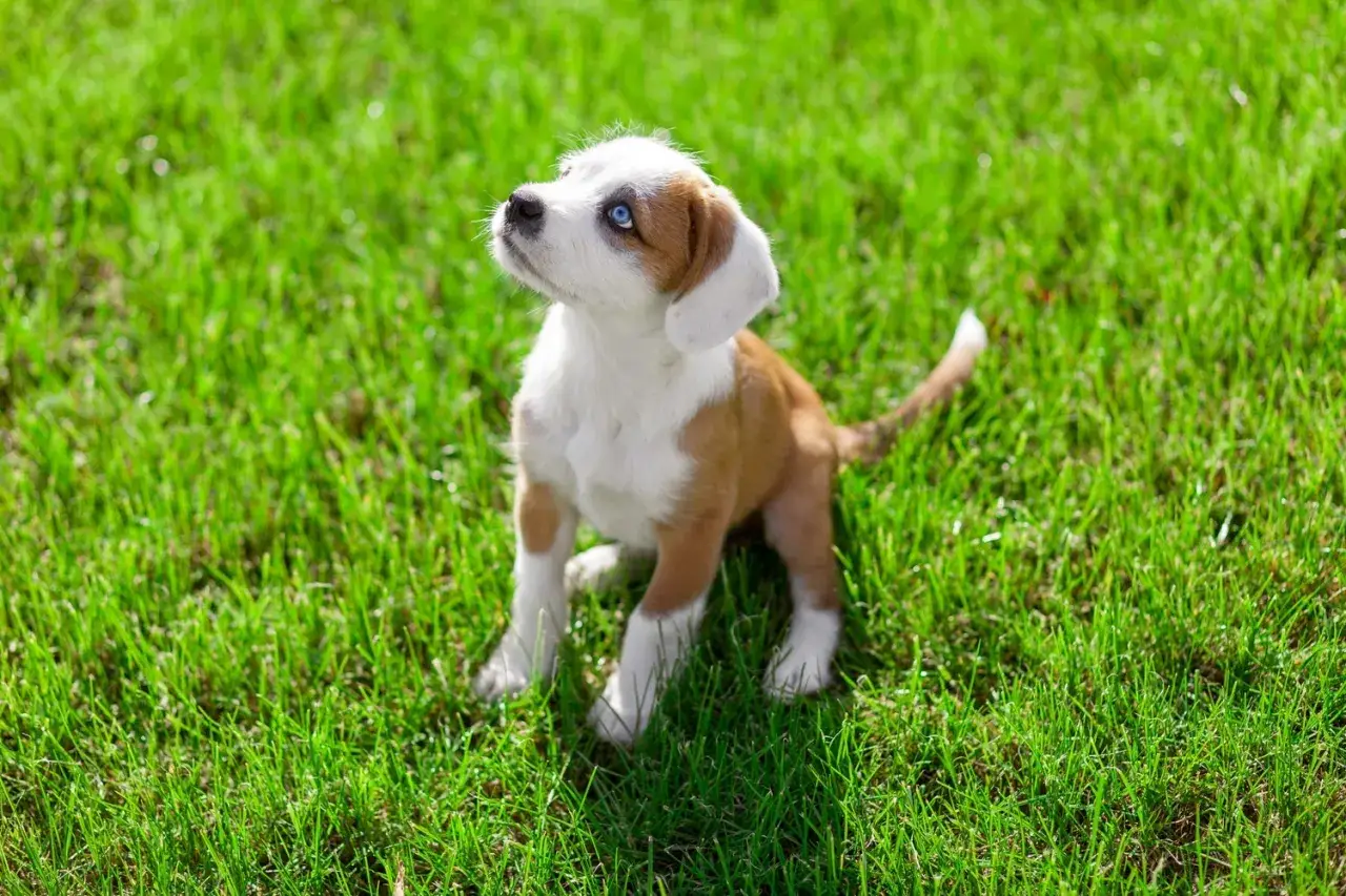 beagle szczeniak uczy się komendy siad
