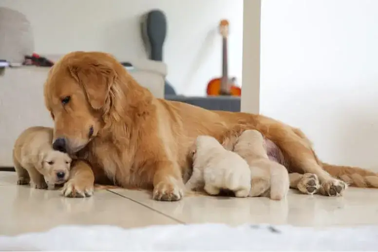 Golden retriever szczenięta w pseudohodowli vs. szczenięta z rodowodem