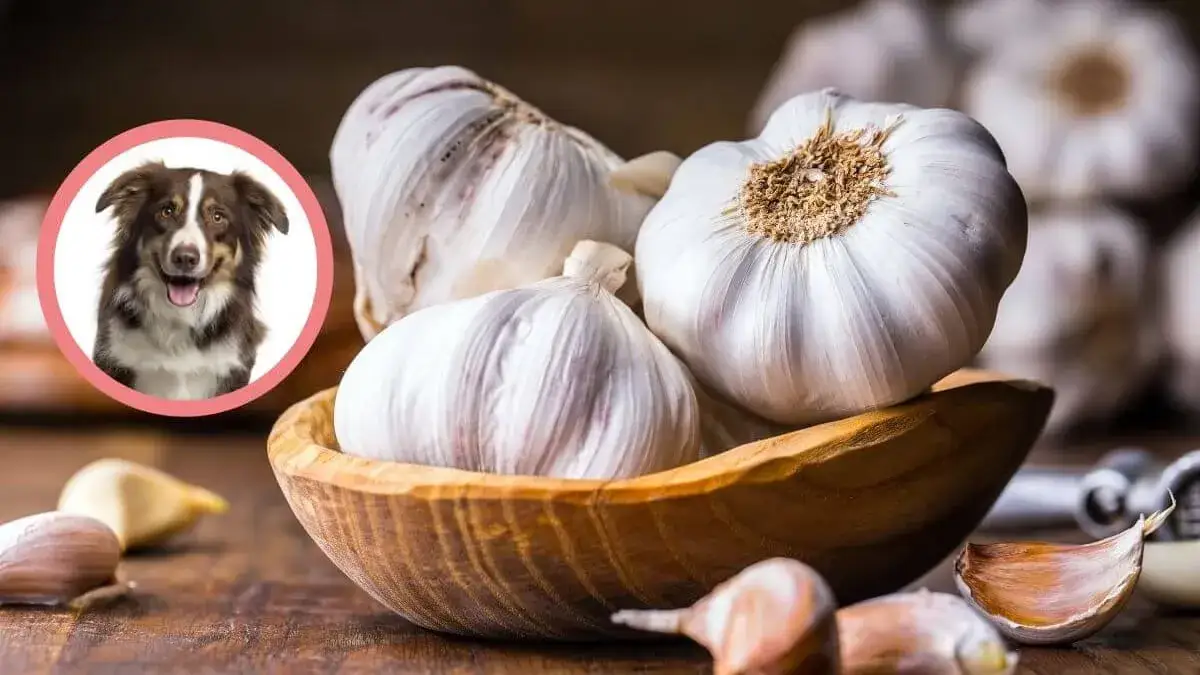 pies i toksyczne jedzenie czosnek cebula rodzynki
