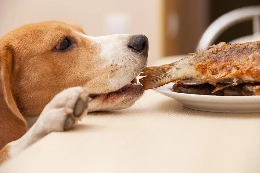 pies jedzący rybę, niebezpieczeństwa dla psa