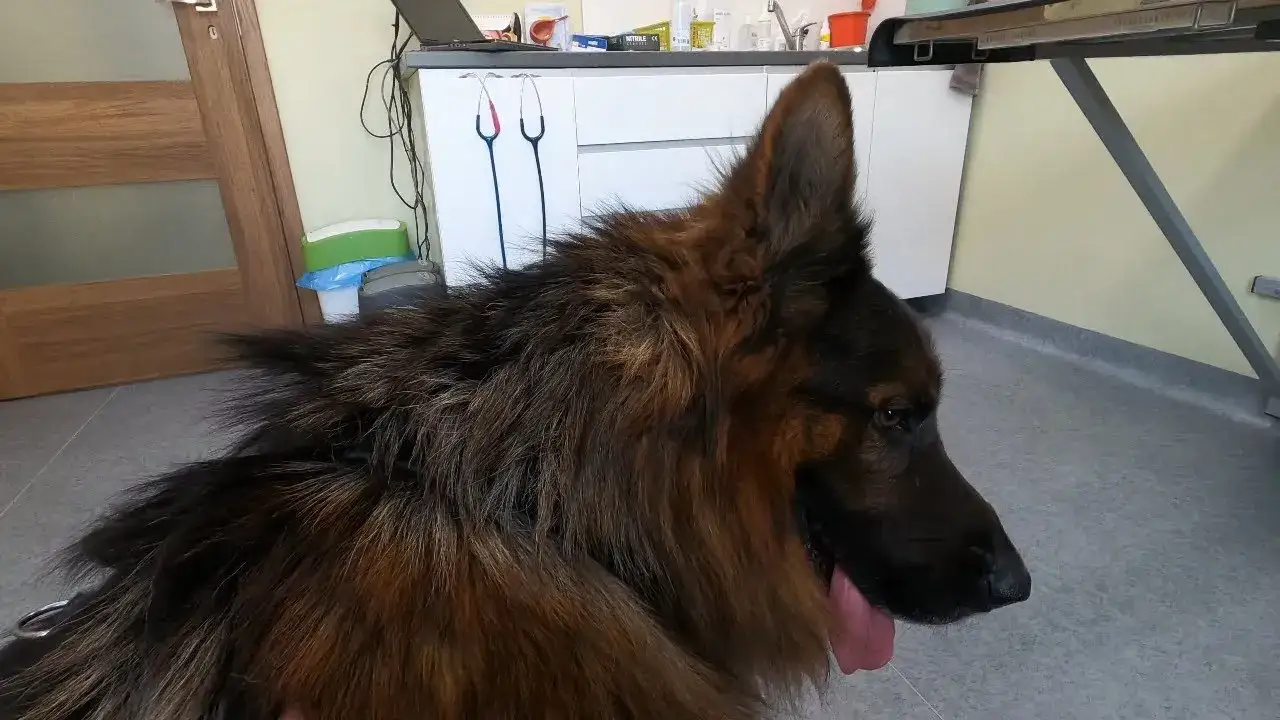 weterynarz bada owczarka niemieckiego
