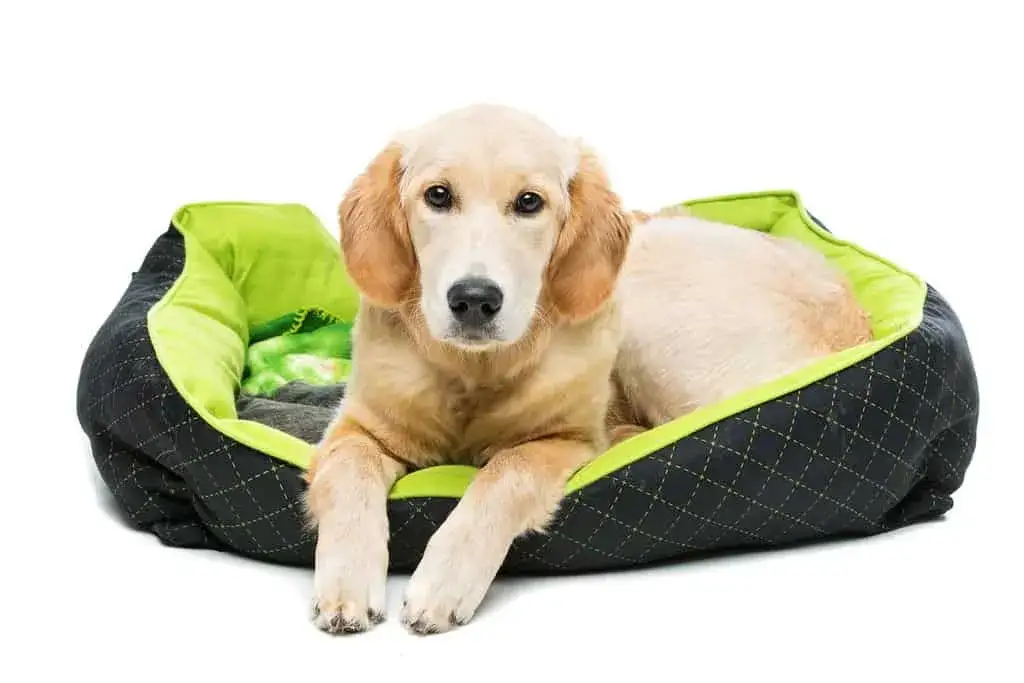 Starszy golden retriever śpiący na legowisku