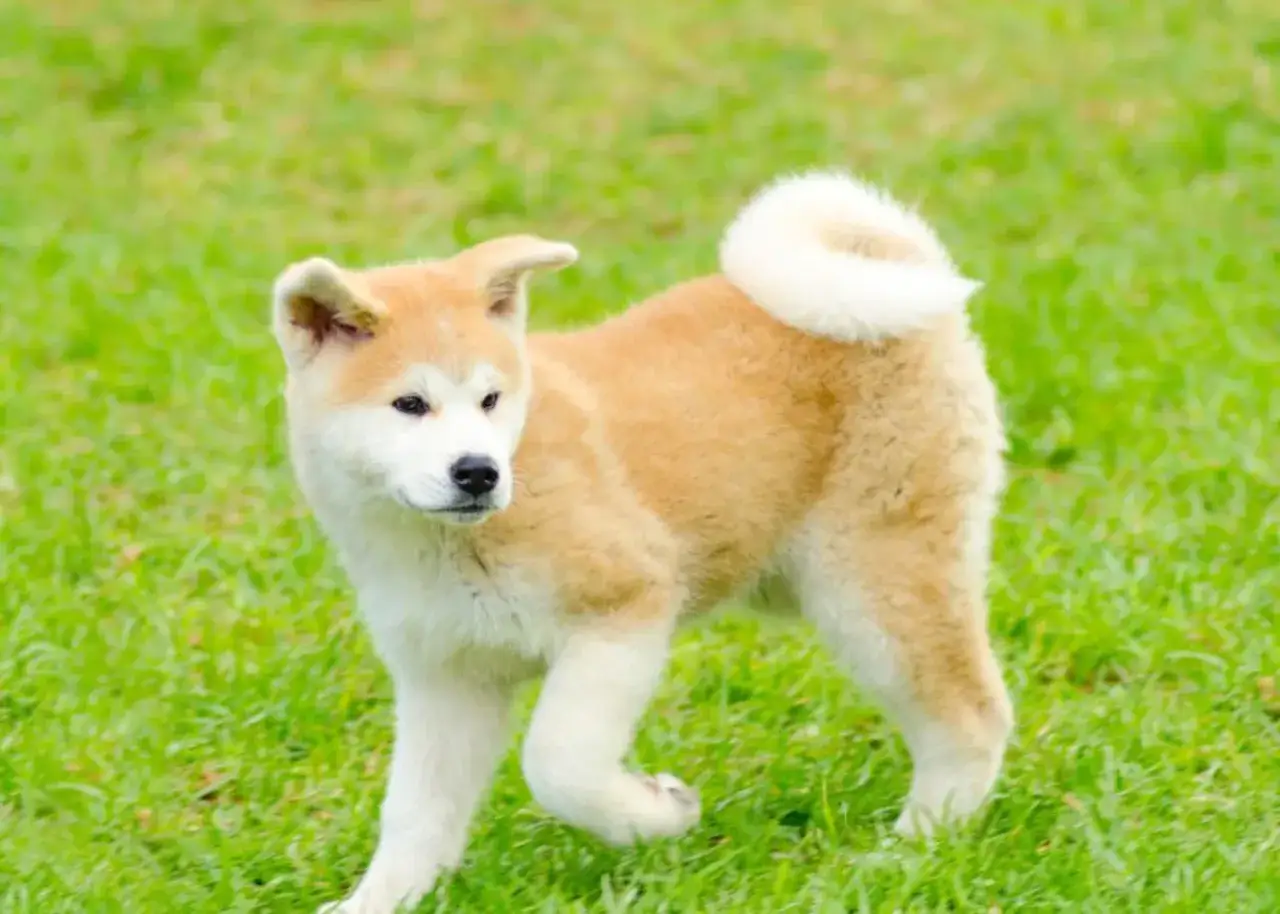 Akita Inu szczeniak karma