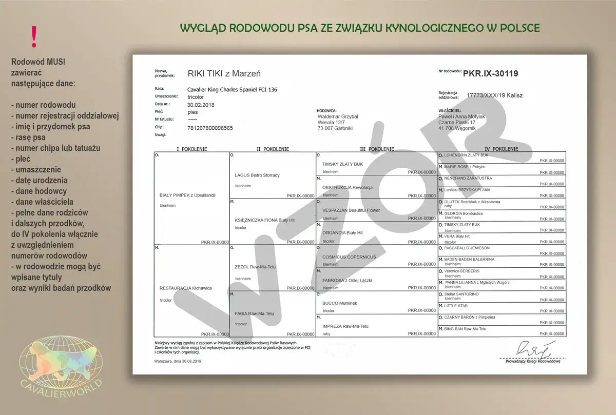 wzór rodowodu psa ZKwP