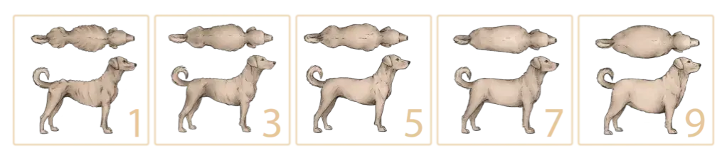 skala oceny kondycji ciała psa BCS