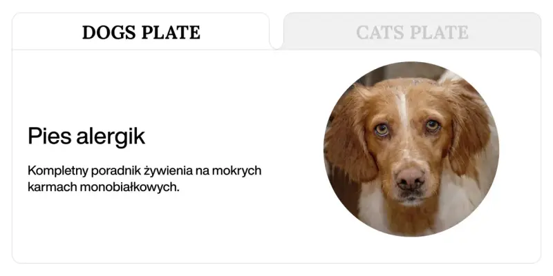 Portret psa z brązową sierścią i białymi znaczeniami, patrzącego wprost.